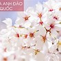 Hoa Anh Đào Nở Vào Tháng Mấy Ở Hàn