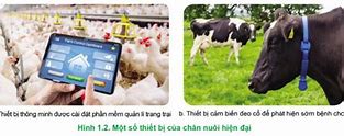 Thành Tựu Ứng Dụng Công Nghệ Cao Trong Chăn Nuôi